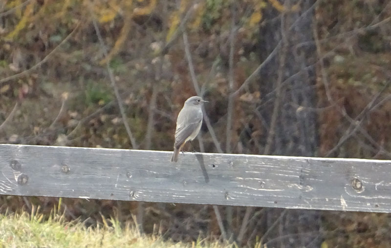 femm. di Phoenicurus ochruros - Muscicapidae